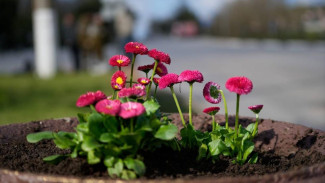 Улицы Керчи украшают весенними цветами