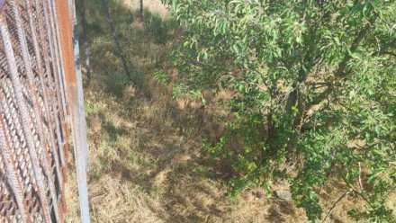 Прокуратура Крыма контролирует расследование уголовного дела по факту нападения хищника на директора парка львов «Тайган» Олега Зубкова 