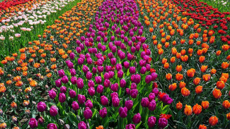 Цветочное великолепие Крыма: Никитский ботанический сад анонсирует Парад тюльпанов-2024