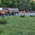 В Симферополе проводят санитарную обрезку деревьев