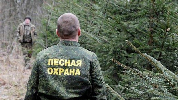 В Крыму некому содержать леса в чистоте