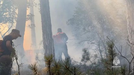 Пожару в районе Аутка в Ялте присвоили статус природной ЧС регионального характера