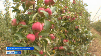 Сбор яблок поздних сортов завершают в Крыму