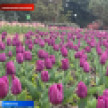 В Никитском ботсаду сегодня стартует парад тюльпанов