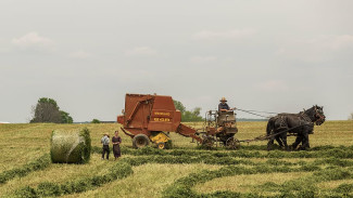 В Крыму отмечают рост производства сельскохозяйственной продукции