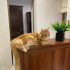 В администрации и музеи Крыма устроили на работу котов 