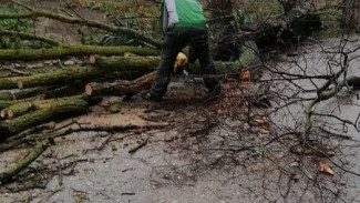 Сильный ветер повалил деревья в Керчи