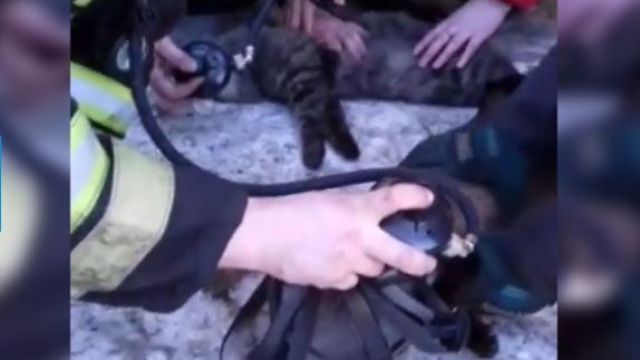 «Дыши, маленький!»: пожарные реанимировали спасённых кошек
