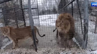 Как переносят зиму экзотические животные сафари-парка в Крыму
