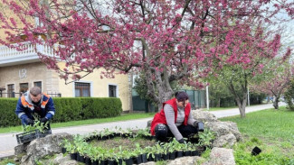 Новый сорт цветов высадят в парке Симферополя