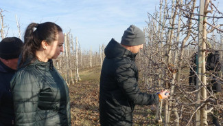 В Крыму обрезали плодовые деревья