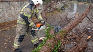 Штормовое предупреждение в Крыму оправдалось: 17 деревьев рухнули на машины 