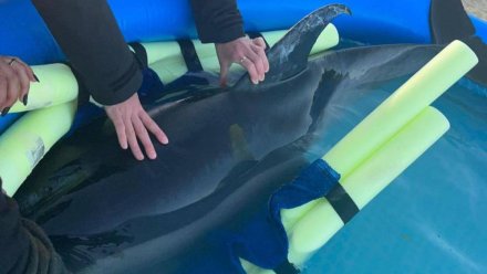 В Крыму пострадал дельфин-белобочка