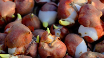 5,5 тысяч тюльпанов расцветут весной в Ялте 