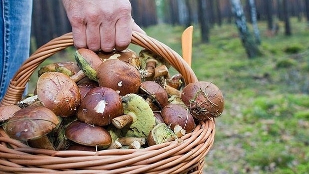 Несколько десятков крымчан отравились грибами