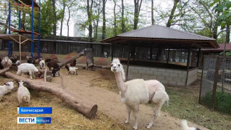 Пополнение в крымском зоопарке: дикобразы, обезьяны и альпаки обзавелись потомством