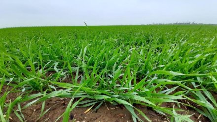 Крымские фермеры стали чаще страховать свой урожай