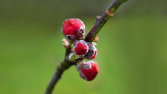 На севере Крыма упразднили карантин из-за оспы слив