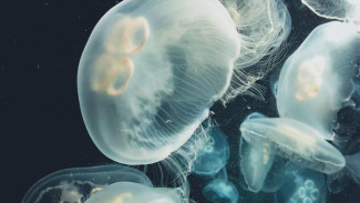У побережья Азовского моря происходит нашествие медуз