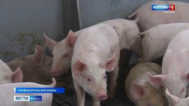 Крымские селекционеры добились высоких показателей в разведении свиней
