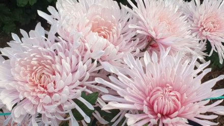 В Крыму выбрали королеву Бала хризантем