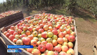 Свыше 120 тысяч тонн яблок планируют собрать крымские аграрии