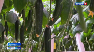 Крымские аграрии собрали почти 30 тысяч тонн овощей закрытого грунта за 2025 год