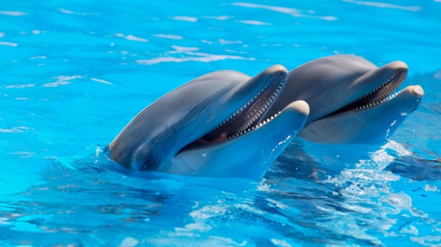 В Крыму возродили исследование дельфинов