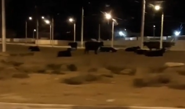 В Севастополе на «огурец» вышли коровы (ВИДЕО)