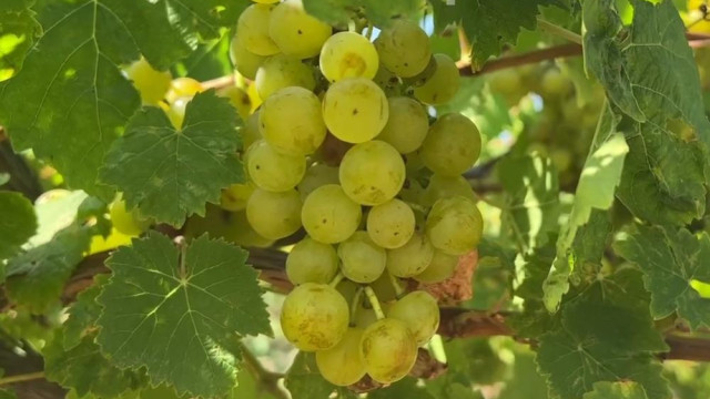 24 тысячи тонн винограда планируют собрать в этом году в Севастополе