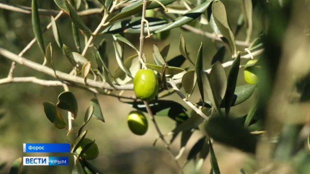 Крымские ученые экспериментируют с оливками