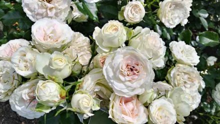 Никитский ботанический сад назвал розу в честь Крымской весны