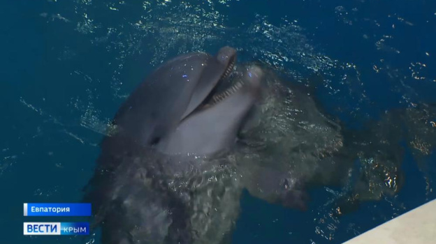 Беби-бум в дельфинарии Евпатории