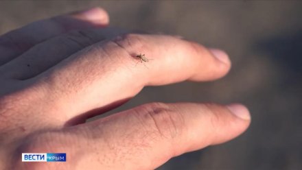 В Крыму выявили 50 новых вирусов, которые переносятся комарами
