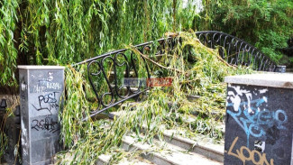 В Симферополе на мост через Салгир упала большая ветка
