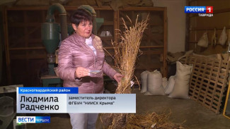  В Крыму вывели два новых сорта пшеницы