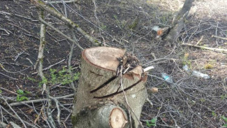 Браконьеры вырубили деревья в Симферопольском районе