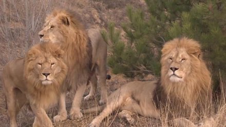 Три зоопарка в Крыму работают без лицензии