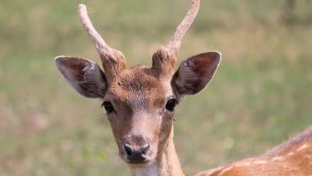 В Крыму охотник незаконно добыл косулю: его будут судить