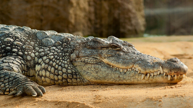 70 крокодилов могли оказаться на улицах Ялты