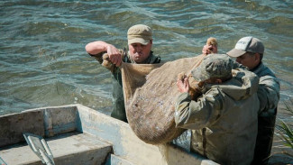 В крымских водохранилищах после зарыбления появится карп, белый амур и толстолобик 