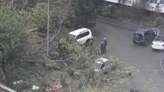 В Керчи от ветра упало дерево и повредило машины