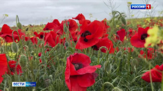 В Крыму начался период цветения маков. 