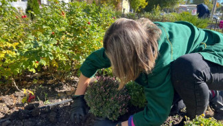 Около 400 кустов хризантем высадили в Симферополе