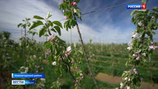 Более 1000 гектаров фруктовых садов высадят в Крыму