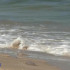 В Азовском море в связи с повышением солёности воды выросло количество медуз