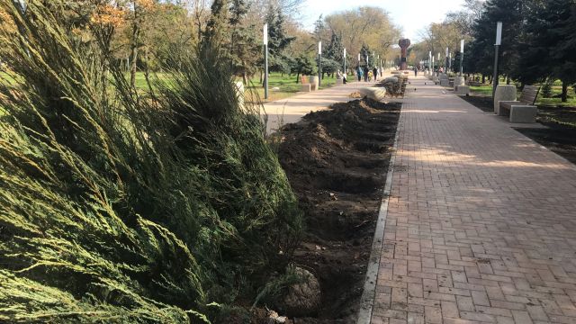 Кедры и можжевельники украсили крымскую столицу
