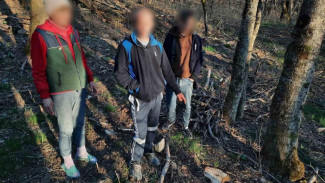 Крымчанин незаконно срубил деревья в лесу на 500 тысяч рублей для отопления своего дома
