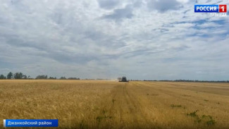 В Крыму фиксируют увеличение численности мышей