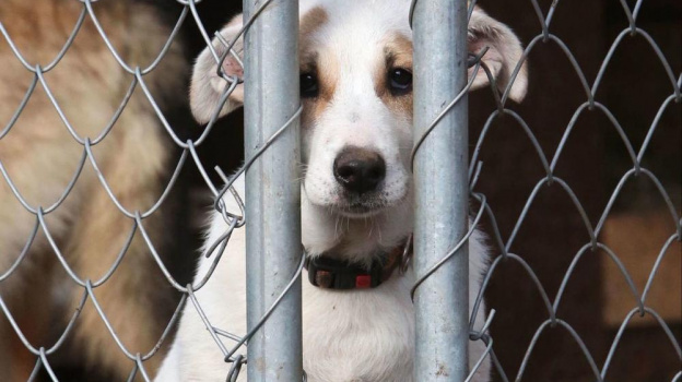В Крыму поддержали введение штрафов за жестокое обращение с животными